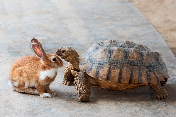 A rabbit and a tortoise facing each other, illustrating fast versus steady approaches.